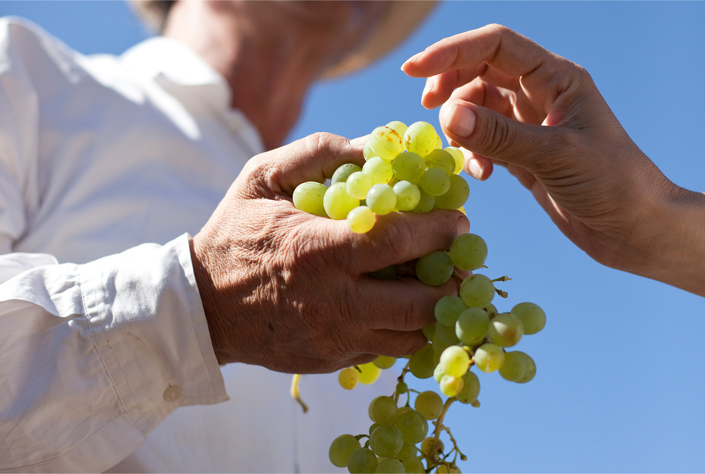 Wines Of Greece Project Branding Greek Wine 360 Campaign Grape